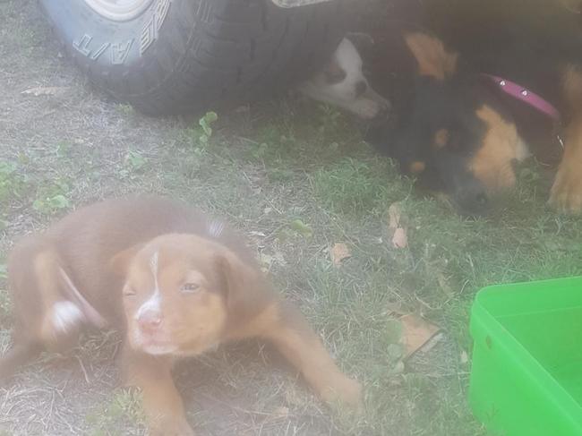 The as-yet unnamed puppy is reunited with her mother Zoe family. Picture: Jason Holm