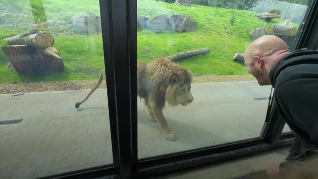 New Enclosure With A View Opened For Barbary Lions In Belfast | The Mercury