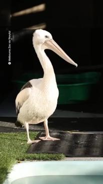 Young pelican rescued and returned to colony