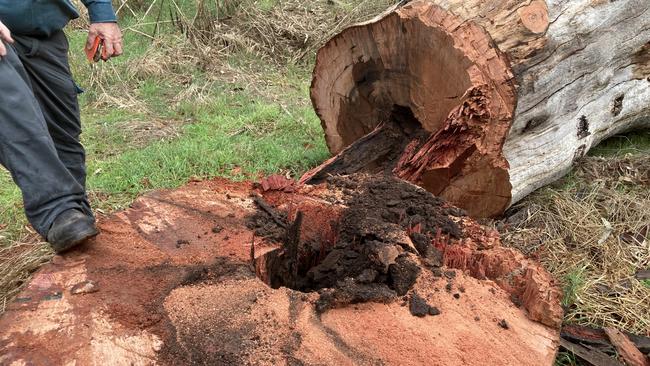 A red river gum tree illegally felled. Picture: Parks Victoria