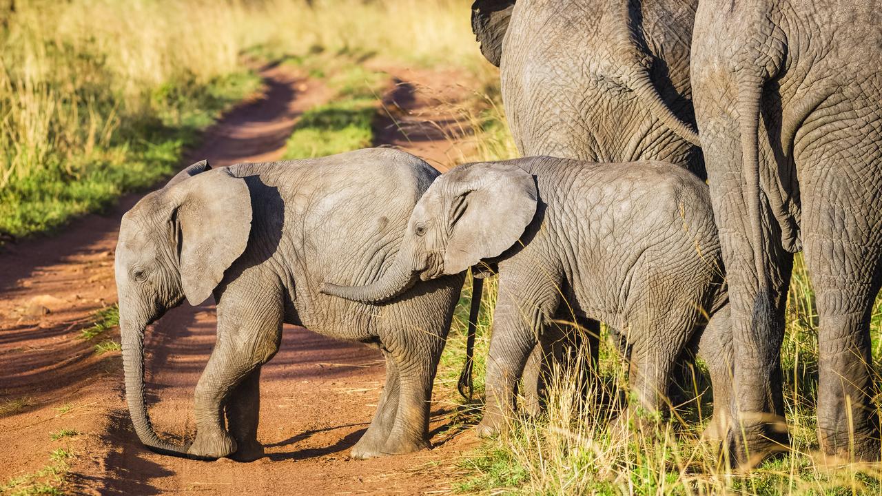 Savannah elephants have been declared endangered.