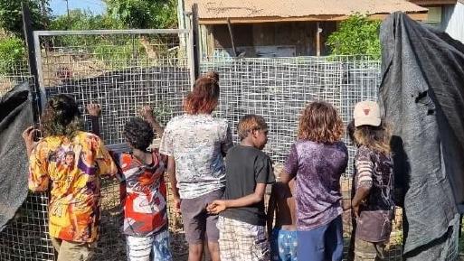 Local children in Ngukurr looking at feral pigs in a trap – a measure led by the council to manage the spread of disease. Picture: Supplied