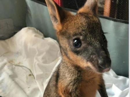 Hunter Wildlife Rescue instagram post of a small swamp wallaby rescued by two men in Cardiff near Newcastle. The joey's mum was found shot nearby and the joey was in a cage with burning logs on top of it.