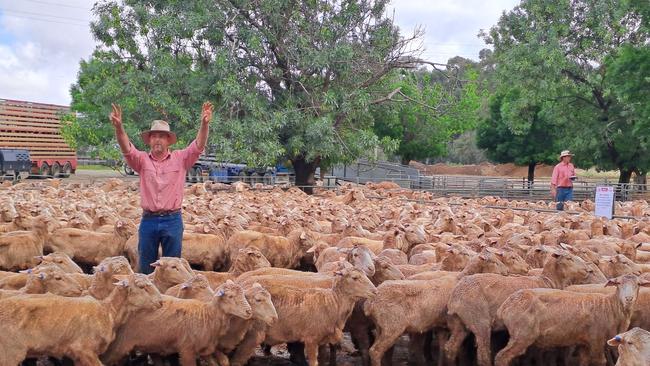 Agents were selling in the water at the Deni sheep sale. Picture: Jenny Kelly