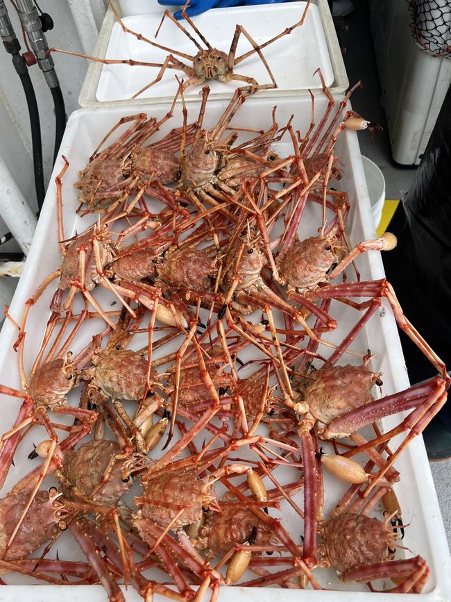 Carrier crab specimens taken during the CSIRO South-East Australian Marine Ecosystem Survey voyage in 2024.