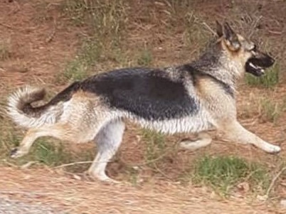 German Shepherd Maxi was spotted on a property at Somerville.