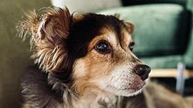 Da Vinci the 15-year-old Chihuahua  was attacked by another dog in Brunswick Mall in Fortitude Valley. Source: Supplied.