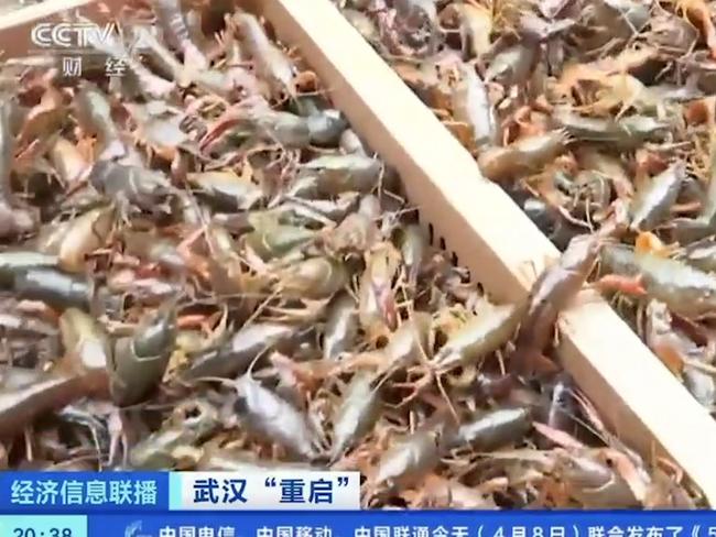 Some of the crayfish Chinese media has shown while reporting on a wet market in Wuhan.