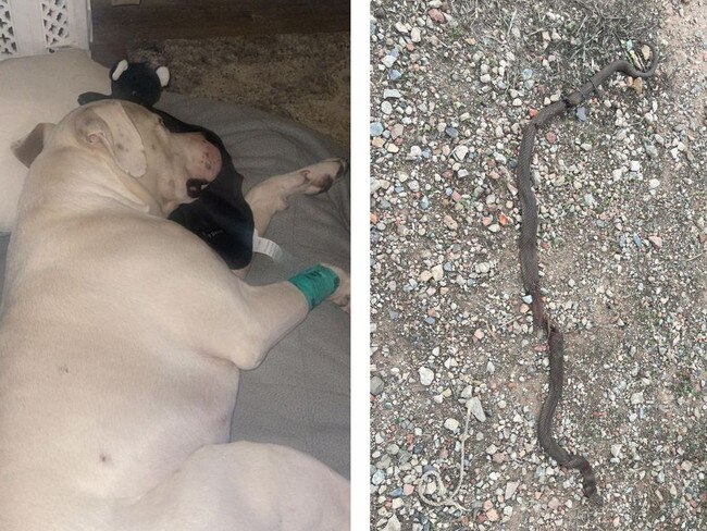 kaos the dog was bitten by a brown snake