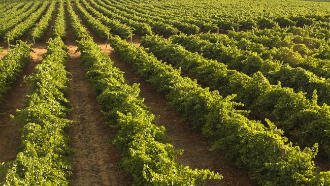 CK Life Sciences have sold the 547ha Balranald Vineyard and attached water portfolio to GO.FARM in a $40 million deal.