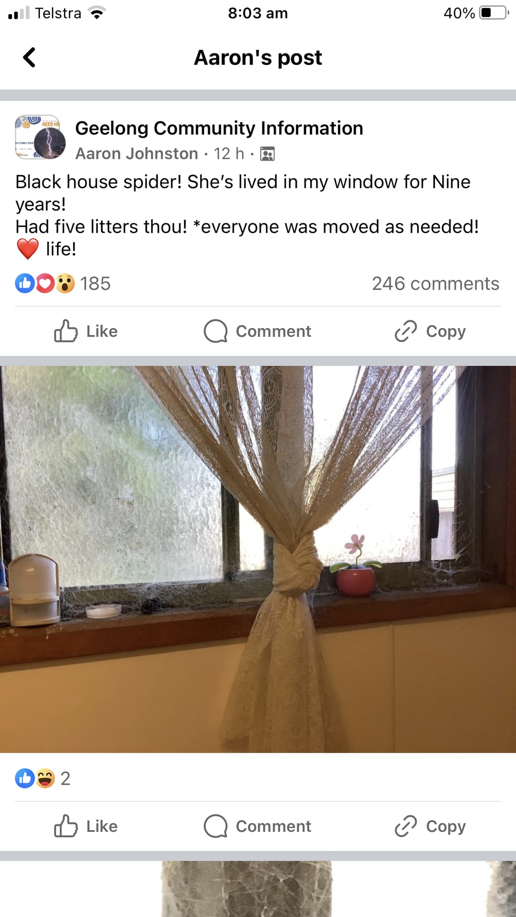 The man says the spider has had multiple ‘litters’ during that time. Picture: Facebook