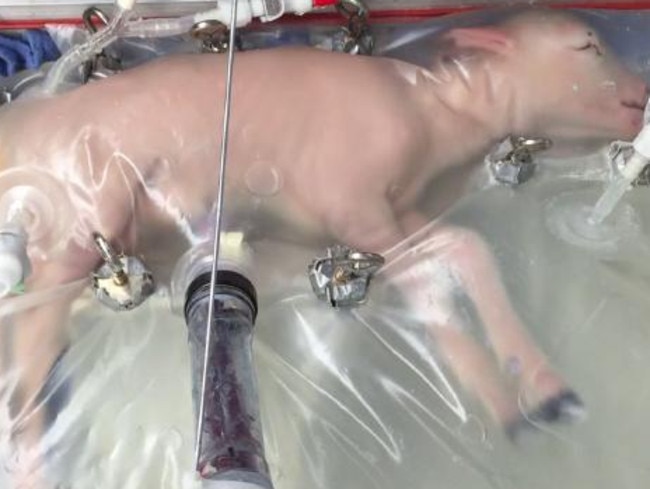 In trials with lambs, they grew wool and even opened their eyes inside the artificial wombs. Picture: Nature Communications