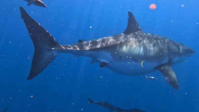 A Great White shark in the Sunshine Coast.