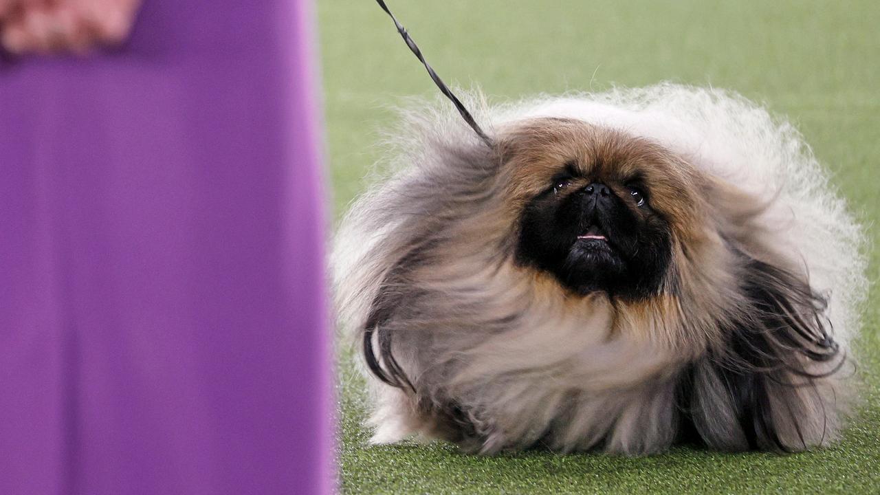 Wasabi the Pekingese won Best in Show at the 145th Annual Westminster Dog Show in New York. Picture: Michael Loccisano/Getty Images