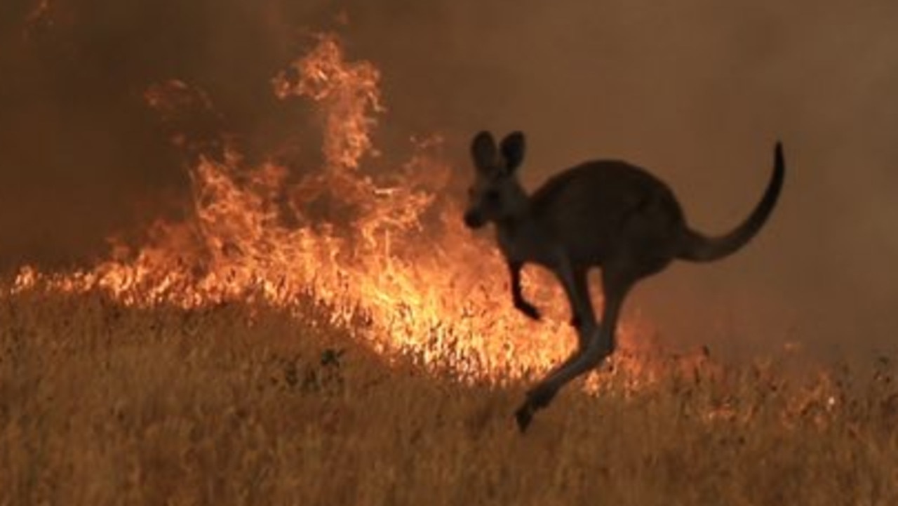 Australian bushfires: Estimations that 500 million animals and plants