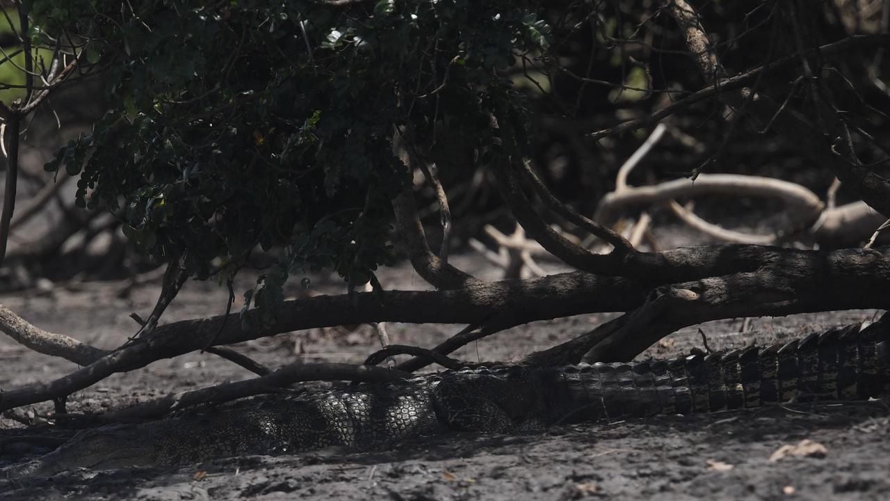 Saltwater crocodile lies on the banks of Mary River. Picture: Amanda Parkinson