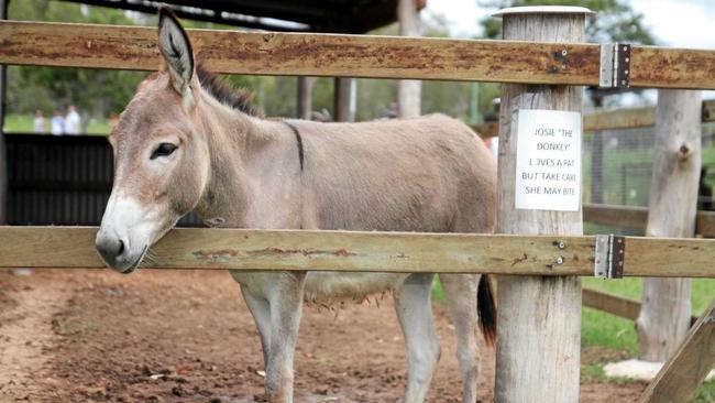 Josie the donkey at Caboolture Historical Village on Australia Day.Photo Jorge Branco / Caboolture News. Picture: Jorge Branco