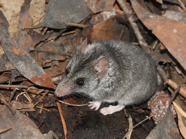 Kangaroo Island dunnart was feared to have been wiped out Credit: Peter Hammond