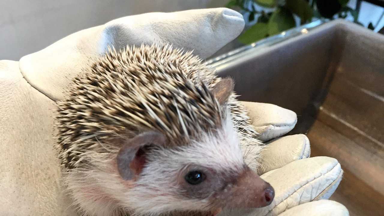 A hedgehog at Harry Hedgehog Café in Roppongi. Picture: Amy Lyne