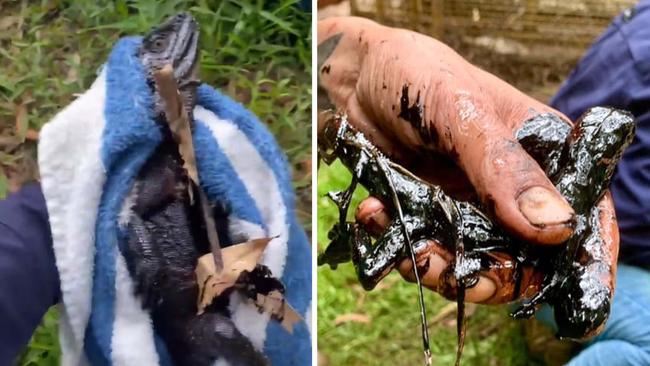 Lizards affected by pollution at Halfway Creek in Yatala. Pictures: Supplied.