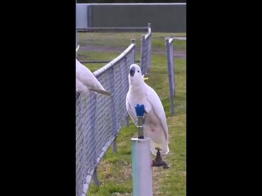 Hydration hacks: Sydney's cockatoos master the bubbler!