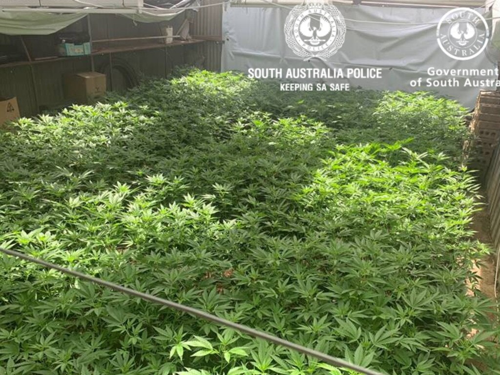 SA Police seized 3190 cannabis plants after searching eight properties north of Adelaide. Picture: SA Police