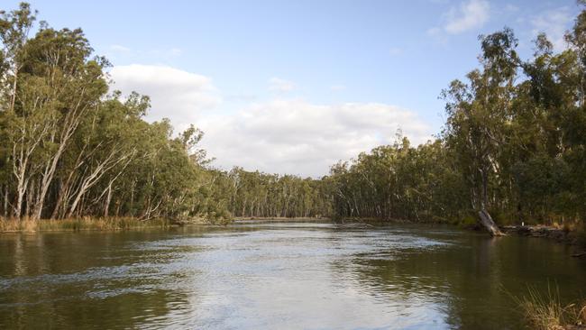 The banks of the Murray River. Picture: Dannika Bonser