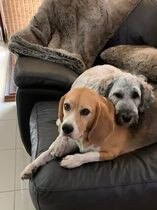 This is Dougy Beagle and Hank Groodle in Ormeau Hills. They are the best of friends, they make us laugh every minute of the day. Hank loves to pinch food off tables and Dougy just looks at u with so much love