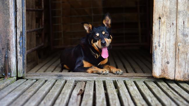 Bruce the Kelpie. Picture: Zoe Phillips