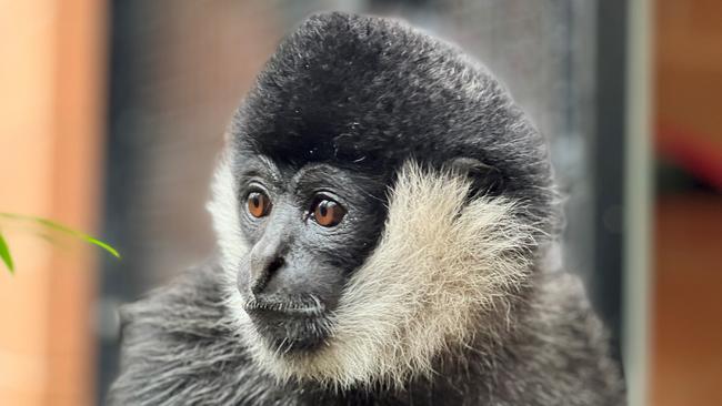 Tuson the white-cheeked Gibbon died on Wednesday after an illness.