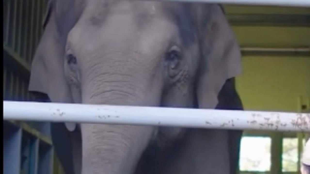 Mammoth move for Oz elephants