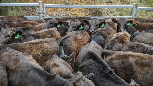 The US-China deal will put pressure on Australia’s livestock industry. Picture: Zoe Phillips