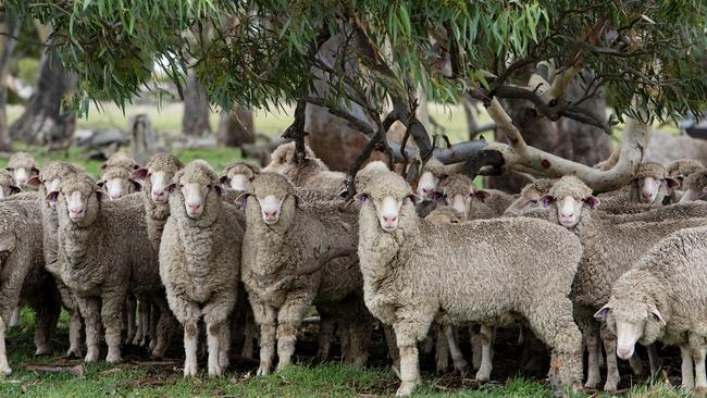 The nation’s flock is forecast to reach an all time record high in coming years, as producers show intent to retain stock to rebuild post-drought. Picture: Zoe Phillips