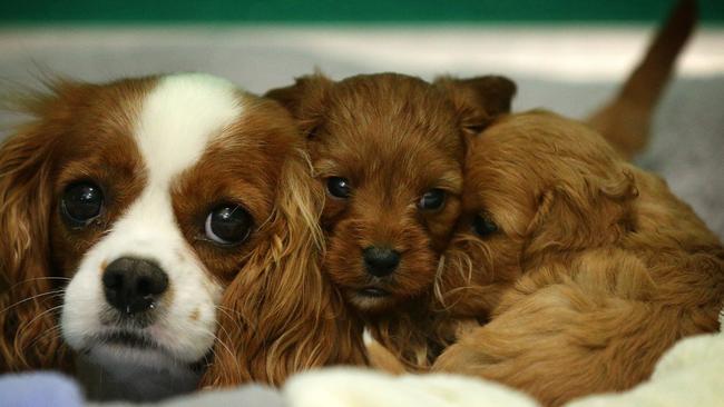 Puppies found during a raid in Northern Victoria. Picture Norm Oorloff