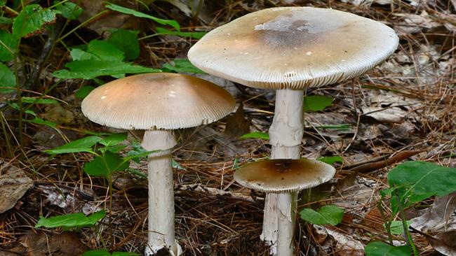 A matured death cap mushroom. Picture: iStock