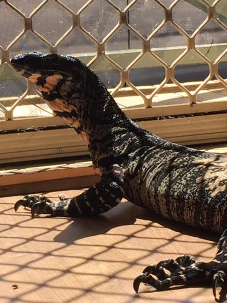 Lace monitor. Picture: Matt Rycroft