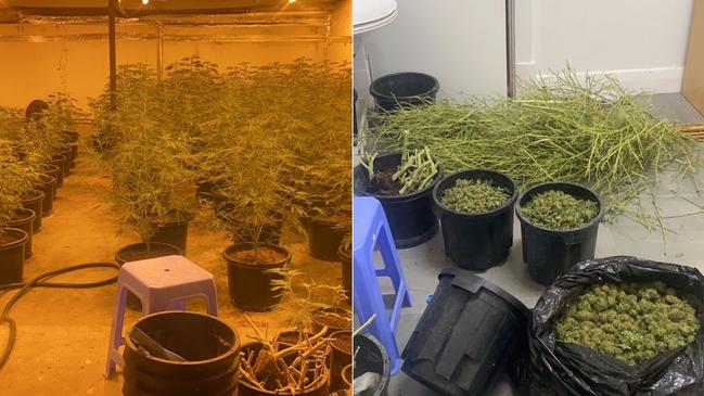 Pictures of cannabis found by SA Police. Pictures: SA Police