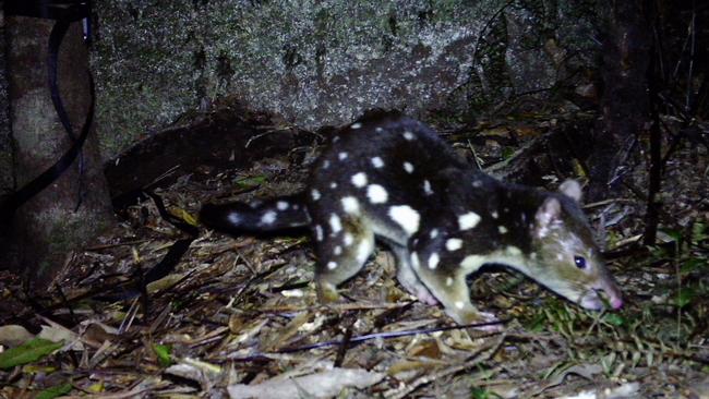 Spotted-tailed quoll caught in a camera trap placed by JCU researchers. PICTURE: SUPPLIED