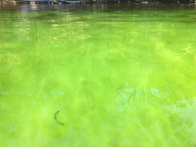 The Tasmanian Independent Science Council has called for an end to salmon farming at Long Bay, near Port Arthur. It says the farms are causing “persistent algal blooms” adjacent to the fish farms at Long Bay. Picture: Christine Coughanowr