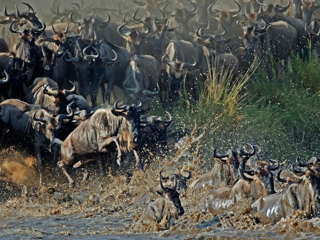 ‘The Crossing’ by Wayne Kliewer/Photocrowd.com ... Location: Mara River, Kenya.