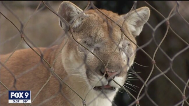 Blind cougar adjusting to life without eyes