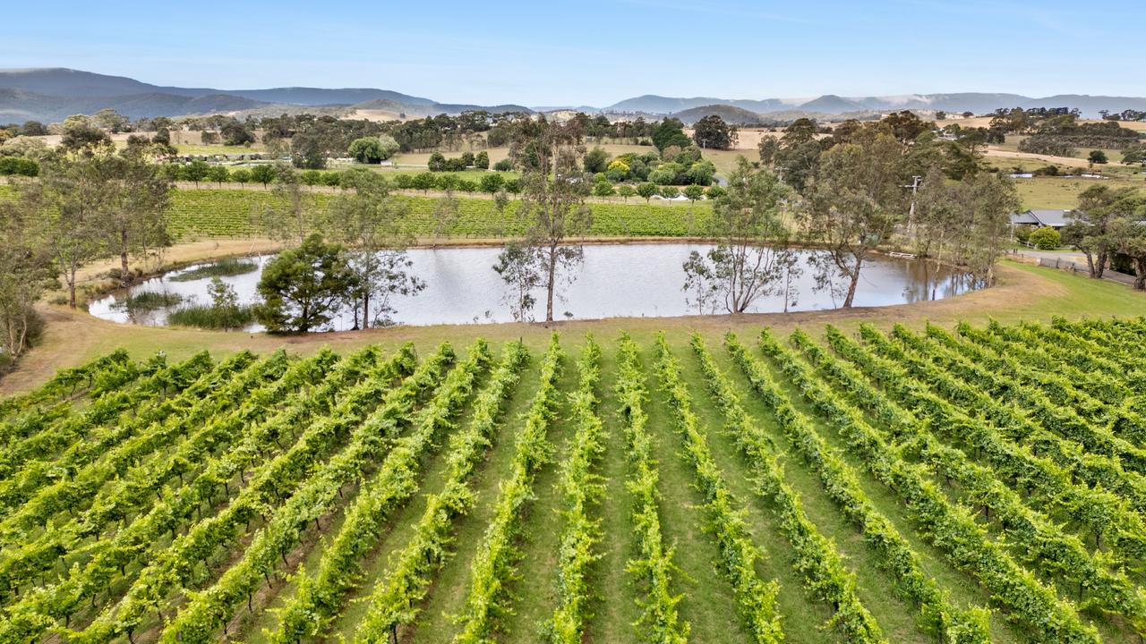 The expansive vineyard.