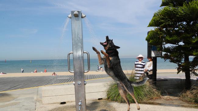 A dog cools off under a shower at St Kilda beach. Picture: AAP Image/David Crosling