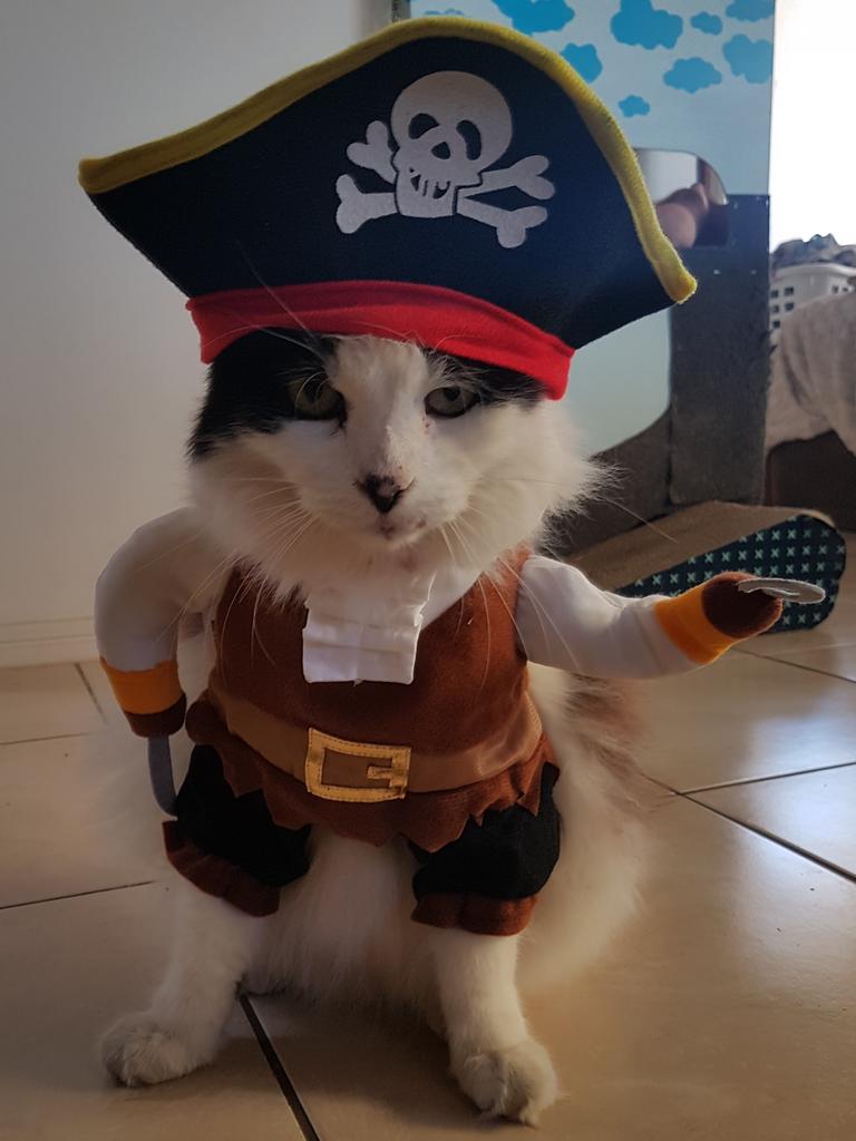 Harley cat being a pirate Picture: Vanessa Croft