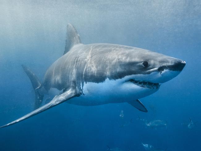 A Great White Shark has been sited this morning at Haunted Bay, Maria Island.  PIC: SUPPLIED - GENERIC.