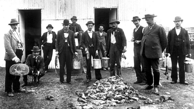 Rat catchers in Sydney during the outbreak of the Bubonic Plague in 1900.