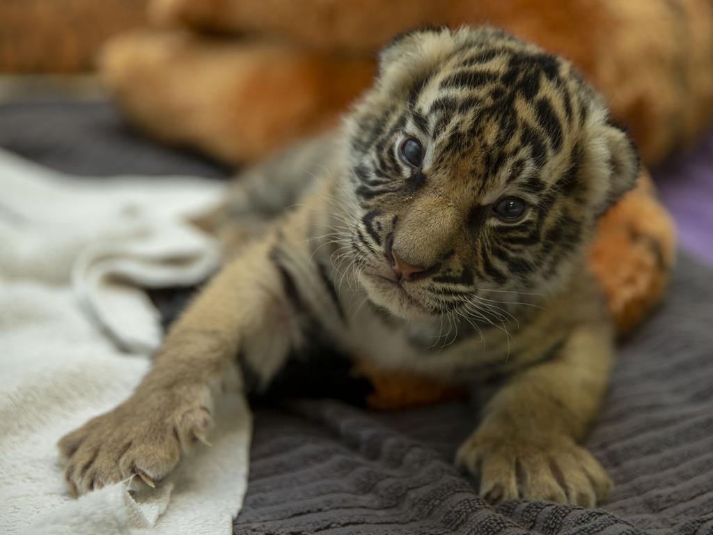 Dreamworld's two tiger cubs, born to Adira at Tiger Island. Picture: Patrick Martin-Vegue, Tiger Island Manager