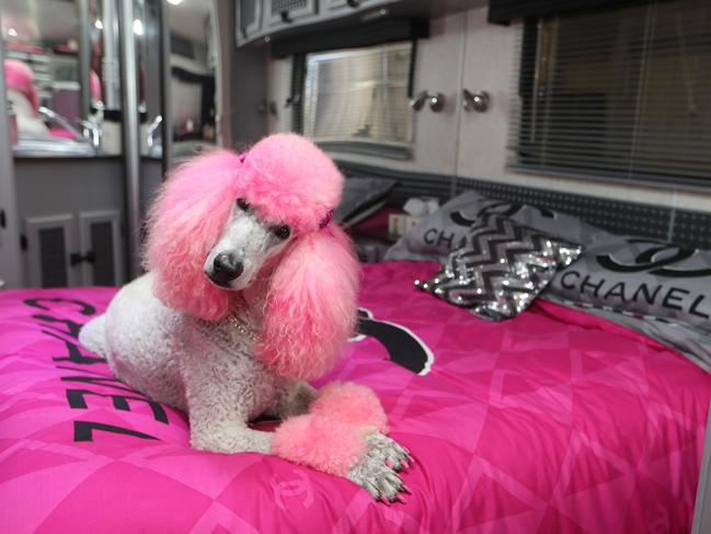 Coco in her trailer. Picture Glenn Hampson