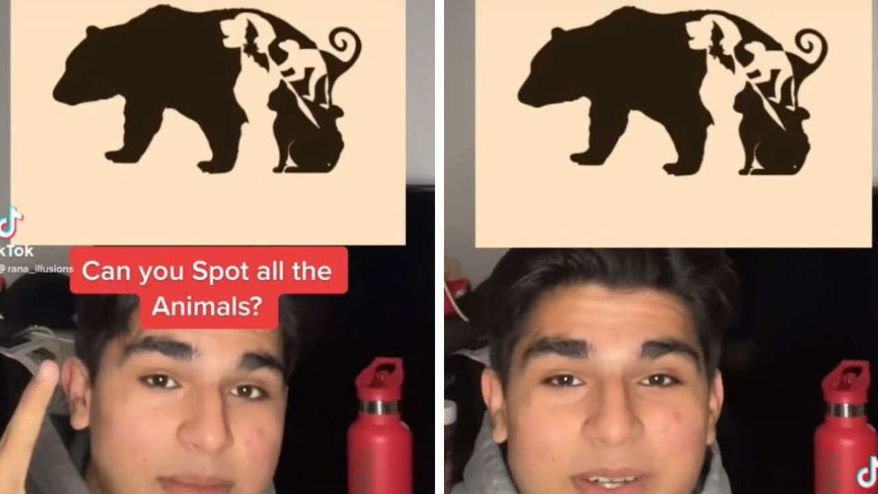 Can you see the multiple animals in this optical illusion? Picture: TikTok/@rana—illusions