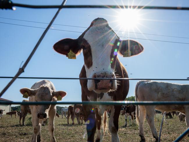 Aussie cows could be on the chopping block to meet climate targets. Picture: Jens Schlueter